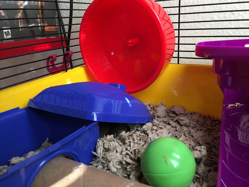 I just bought 3 female fancy mice from PetCo Image10