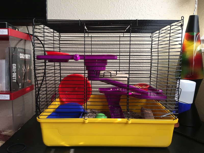 I just bought 3 female fancy mice from PetCo Image12