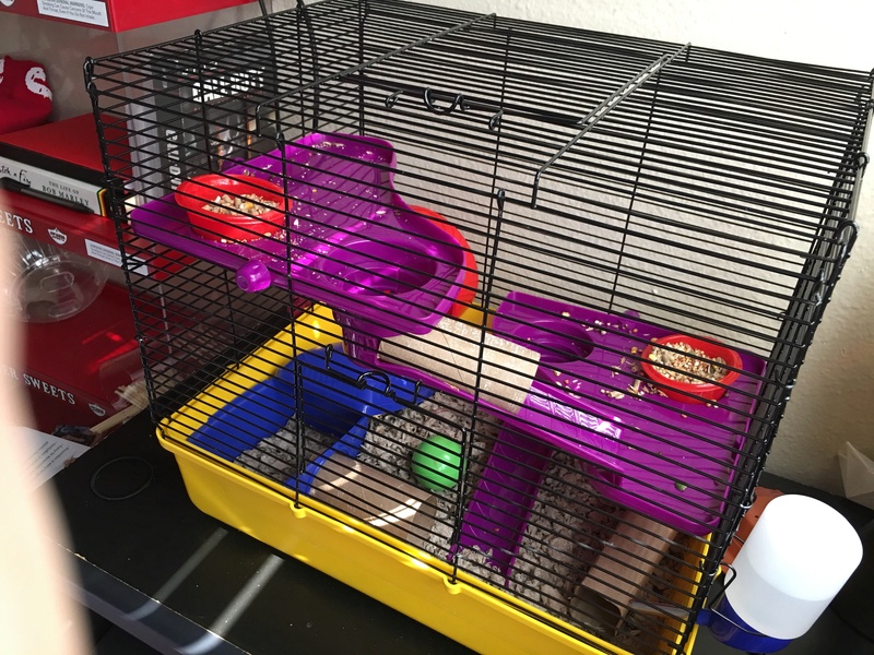 I just bought 3 female fancy mice from PetCo Image13