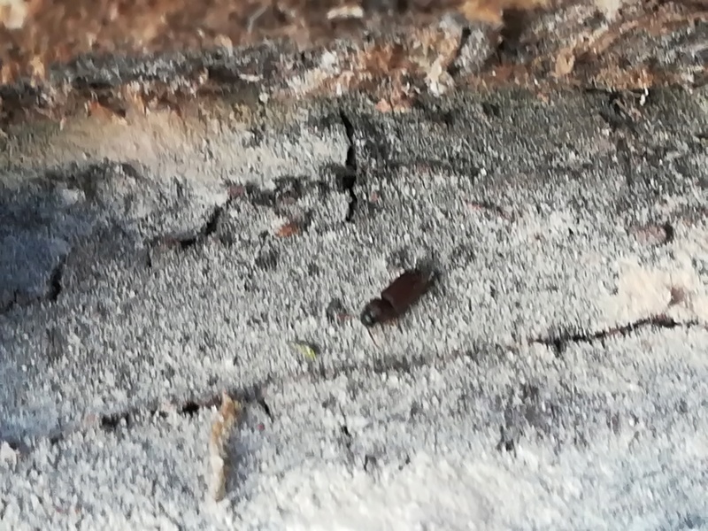 Identification de ces petites bêtes dans mon bois de chauffage