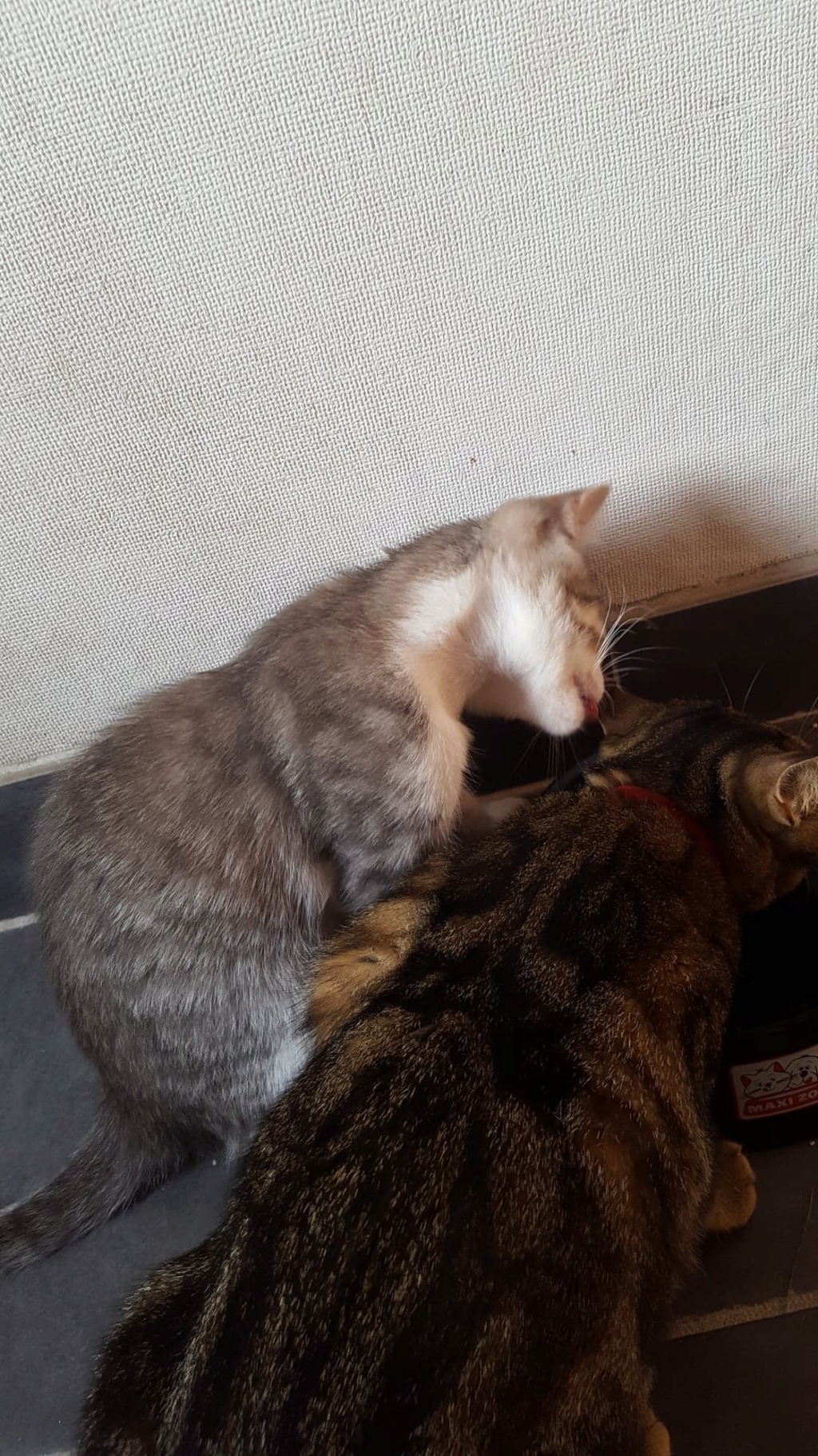 Ouest, chaton mâle, gris blanc né le 05/05/2018 40188011