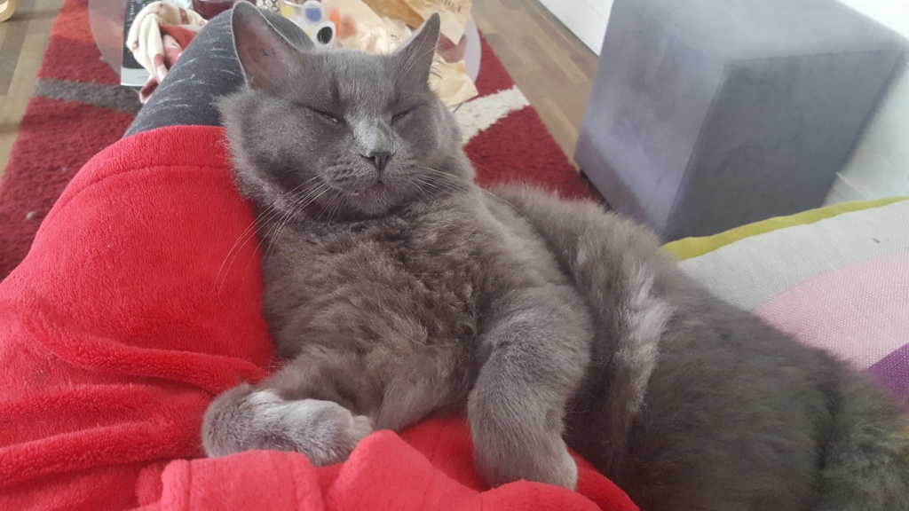 Lee, chat européen gris né le 01/2015 44277210
