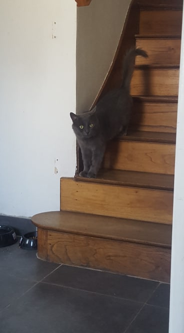 Lee, chat européen gris né le 01/2015 44339210