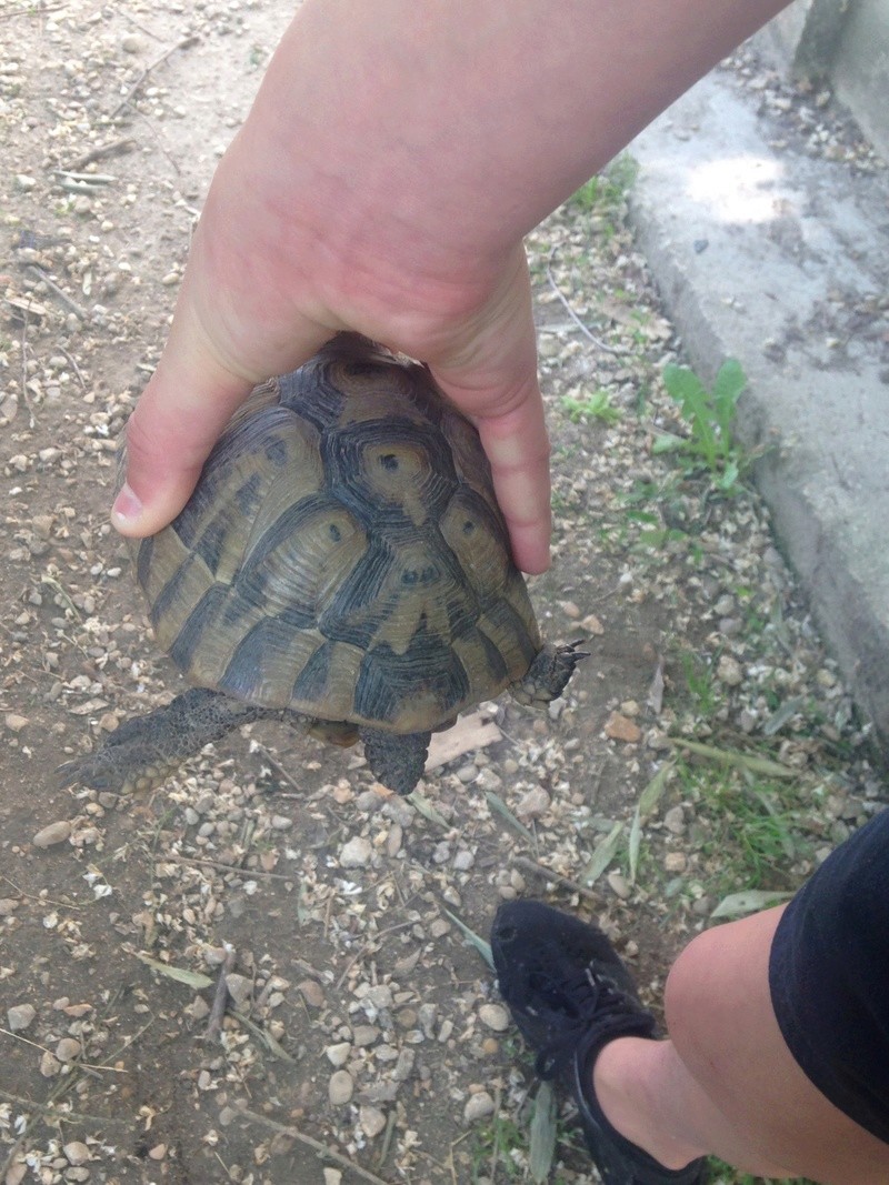 Type de tortues grecques Img_6324