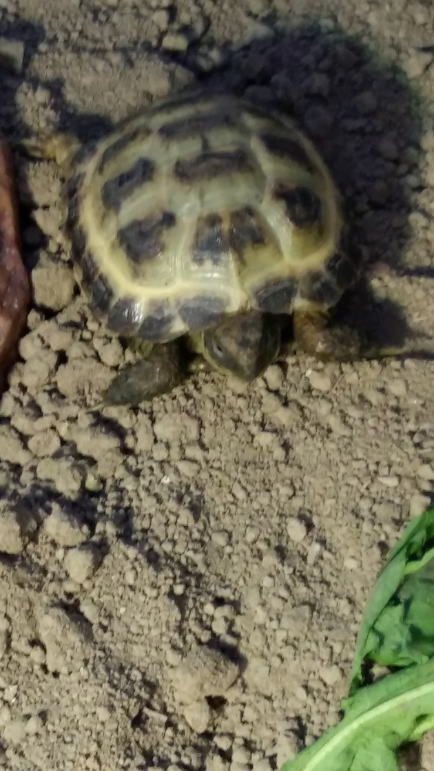 Enclos en chantier Tortue11