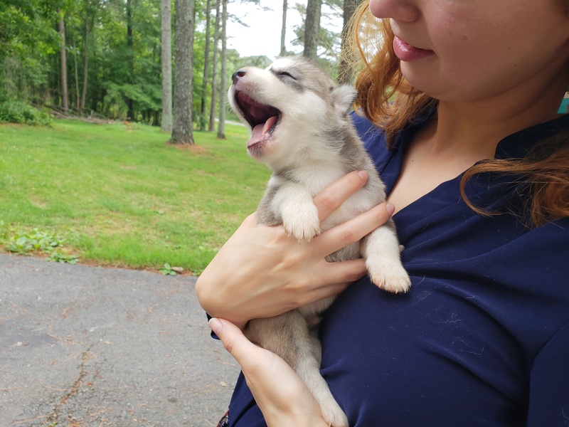 puppy - Predicting Puppy's Color Pattern 20180511