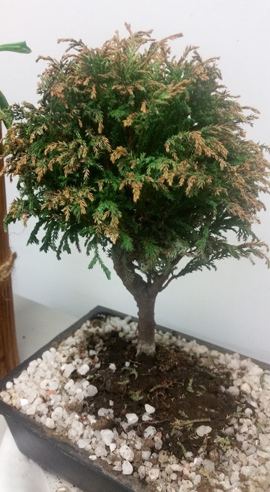 bonsai - ayuda con bonsai 33342410