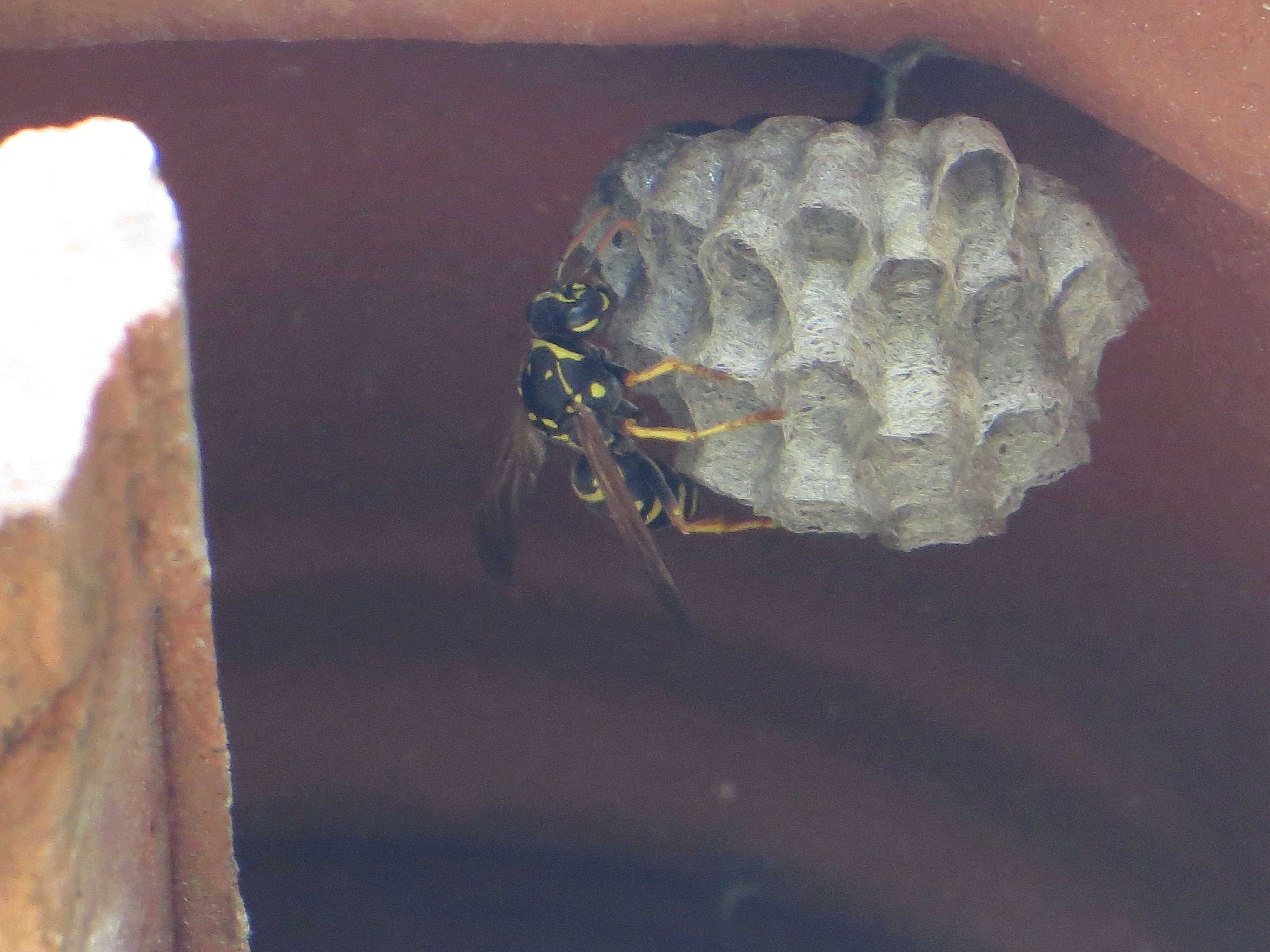 MULTIPLES NIDS DE GUEPES Img_0027