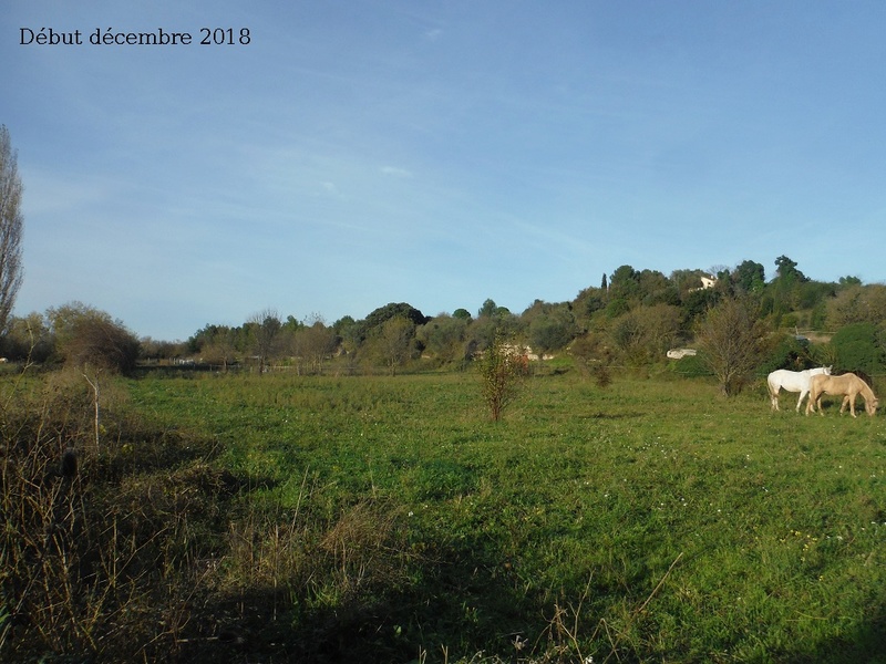 JdB de 4 hectares de pâtures dans le SUD : Avril 2019, et toujours la sécheresse... - Page 10 10029p10