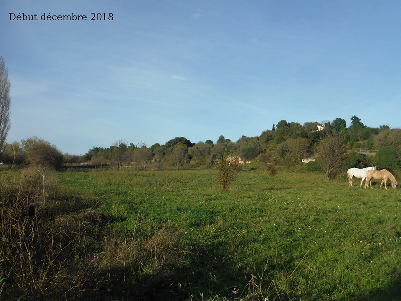 JdB de 4 hectares de pâtures dans le SUD : petit bilan - Page 10 10029p10