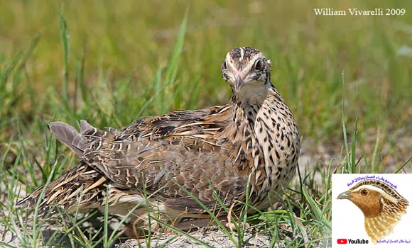 تعرفوا بالصور على طائر السمّان Quail او الفرّي او المريعي او السلّوى _ooooi10