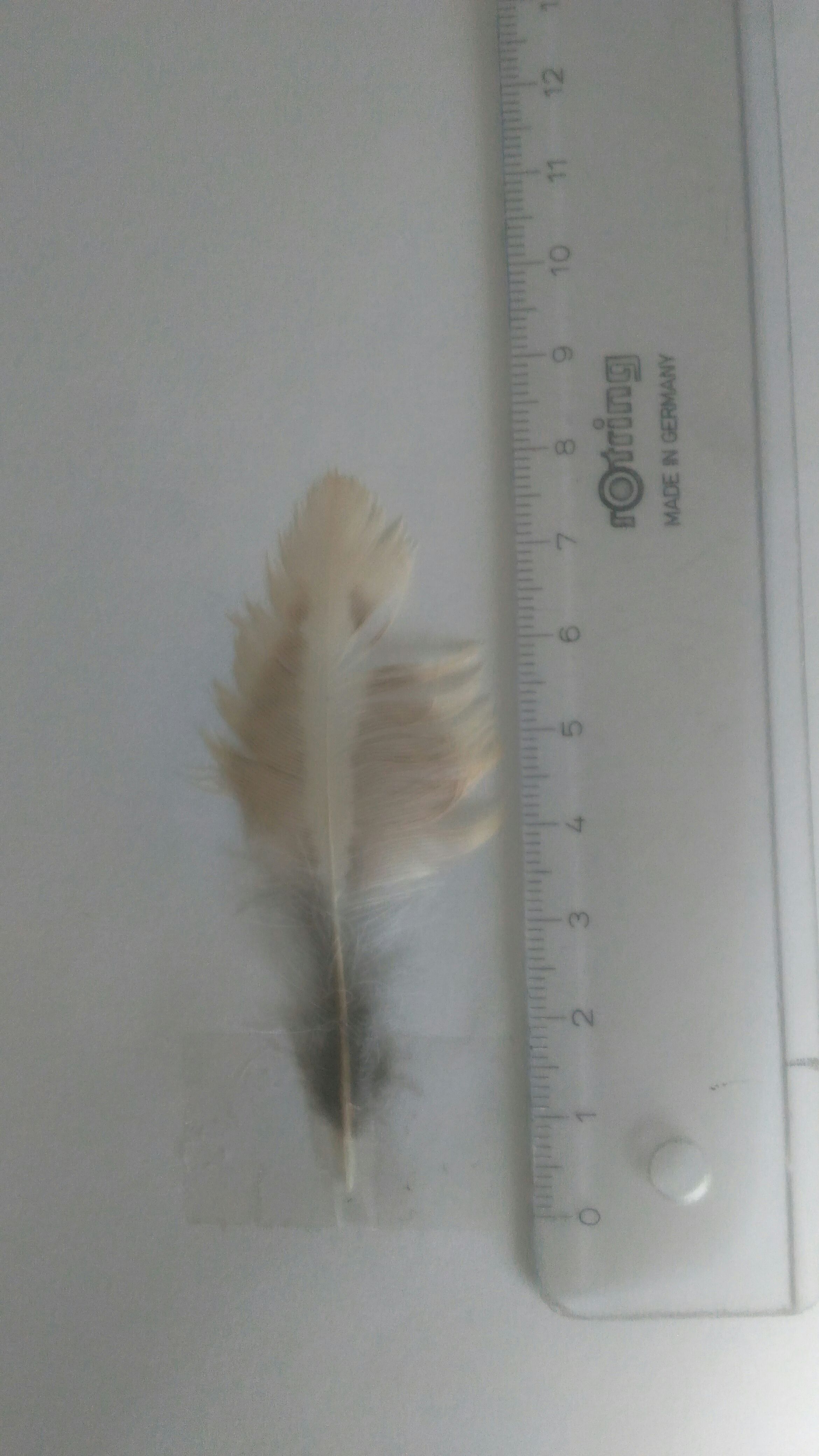 Quelques plumes à identifier 15274220