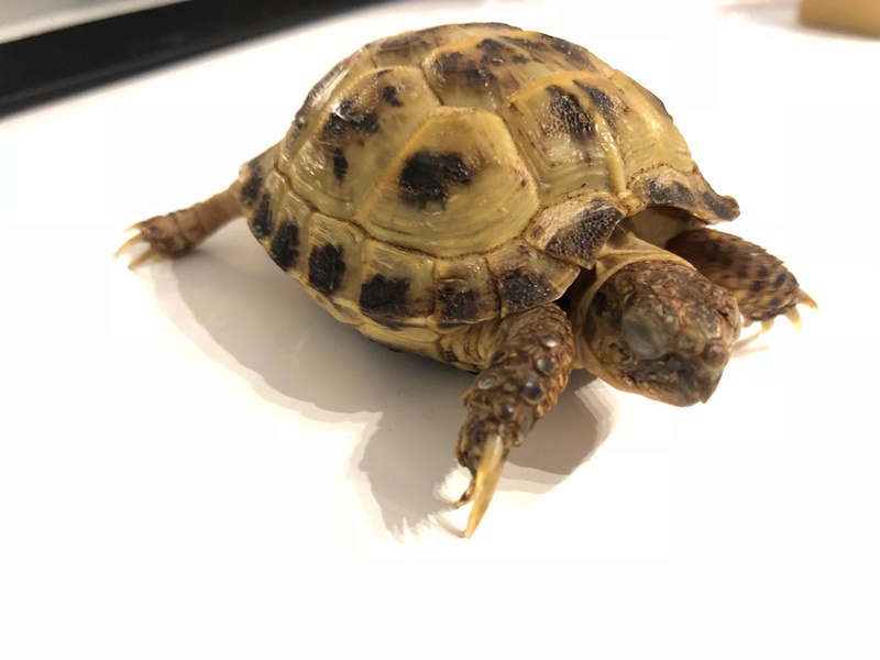 Jeune Tortue yeux fermés, ne s'alimente plus seule Whatsa11