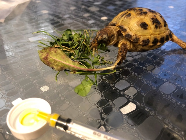 Jeune Tortue yeux fermés, ne s'alimente plus seule Whatsa23