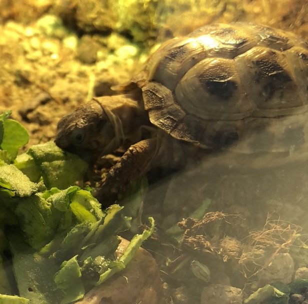 Jeune Tortue yeux fermés, ne s'alimente plus seule - Page 2 Whatsa25