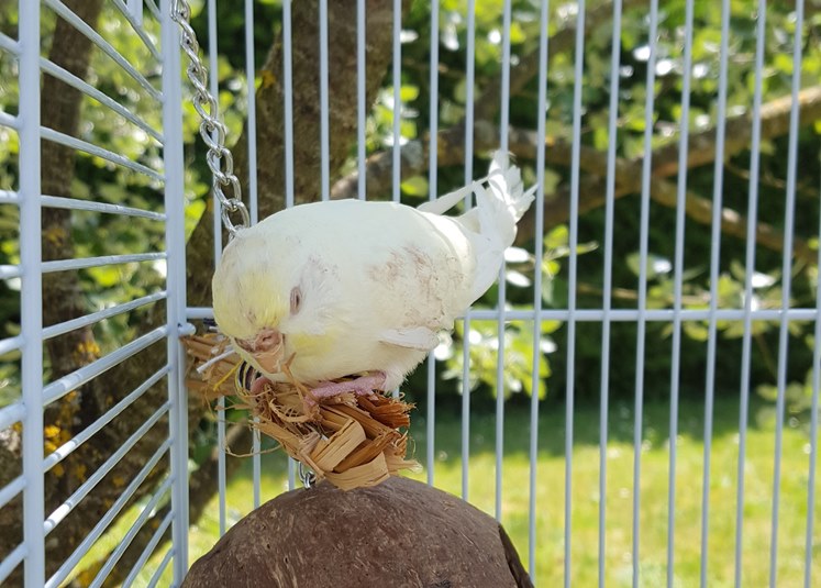 Adoption d'une perruche attaquée par ses congénères 20180521