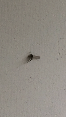 Insecte qui pique et qui saute dans le lit avec des ailes
