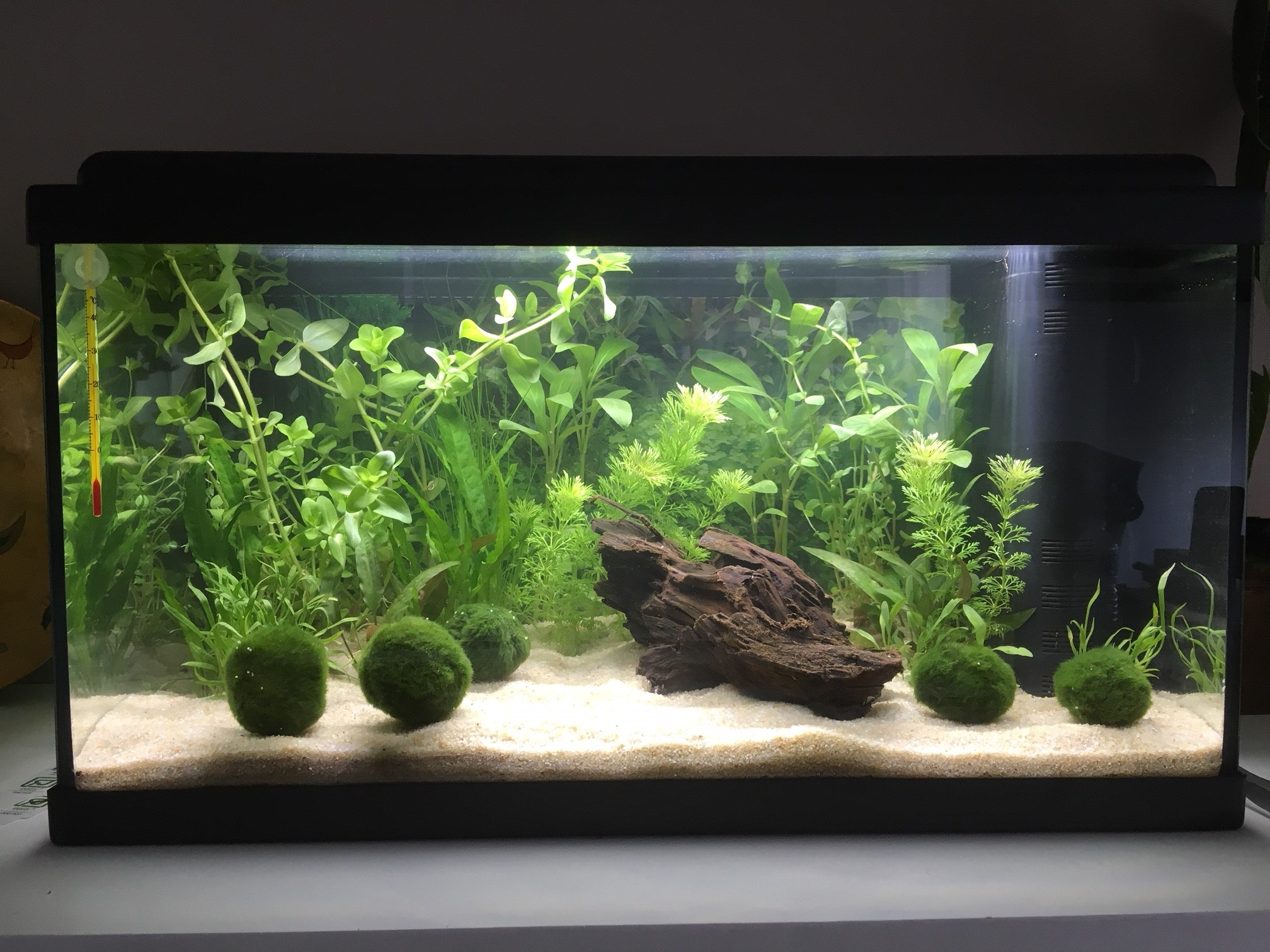 Mon premier aquarium : 60L planté - présentation. 2eme_p10