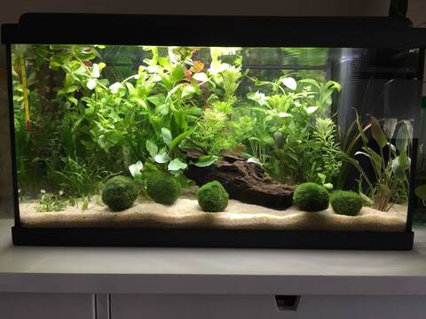 Mon premier aquarium : 60L planté - présentation.