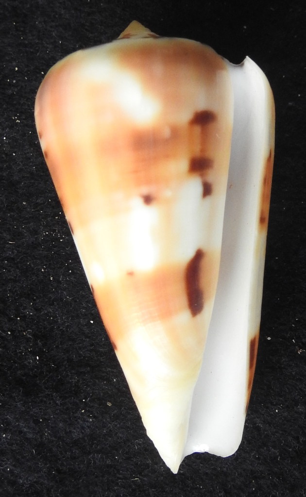 Conus (Pionoconus) mascarenensis (Monnier & Limpalaër, 2019) - Page 4 Dscn8415