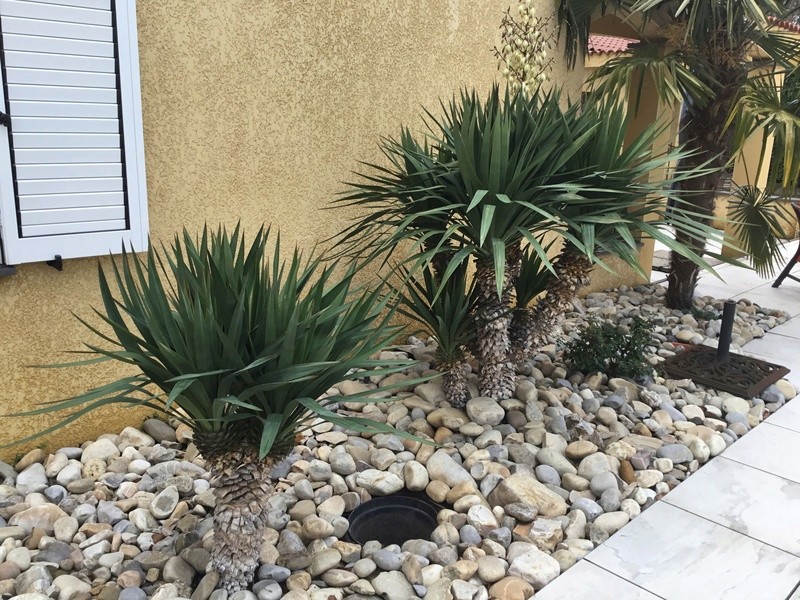 Yucca rostrata Debd5210