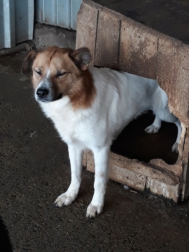 CONRAD - joli mâle croisé de taille moyenne, né environ décembre 2014 (PASCANI) - REMEMBER ME LAND - Adopté par Sophie (62) 47341412