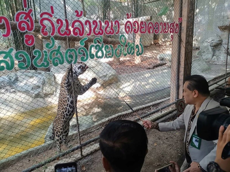 เชียงใหม่ : สวนสัตว์เชียงใหม่ต้อนรับเสือจากัวร์ จากเขาดิน 520110