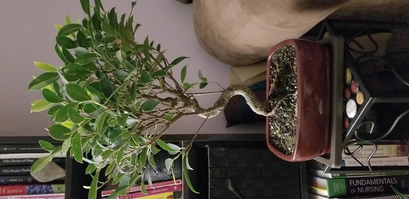 Help Identifying my Ficus 20181110