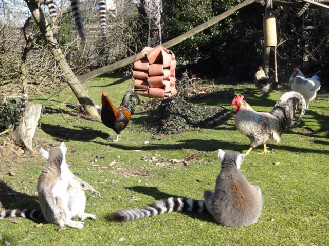 Les poules au zoo de la Boissière du Doré Dsc07814