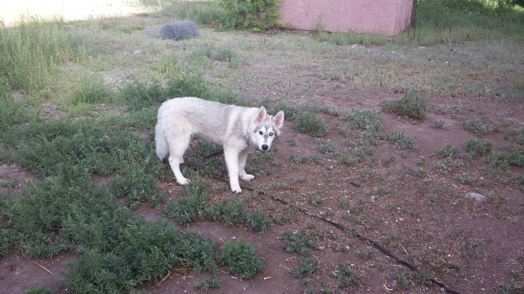 What Colour Is My husky pup 20150712