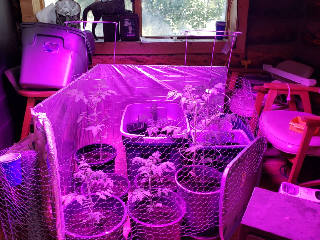Dogproofing tomatoes - Page 2 20190613