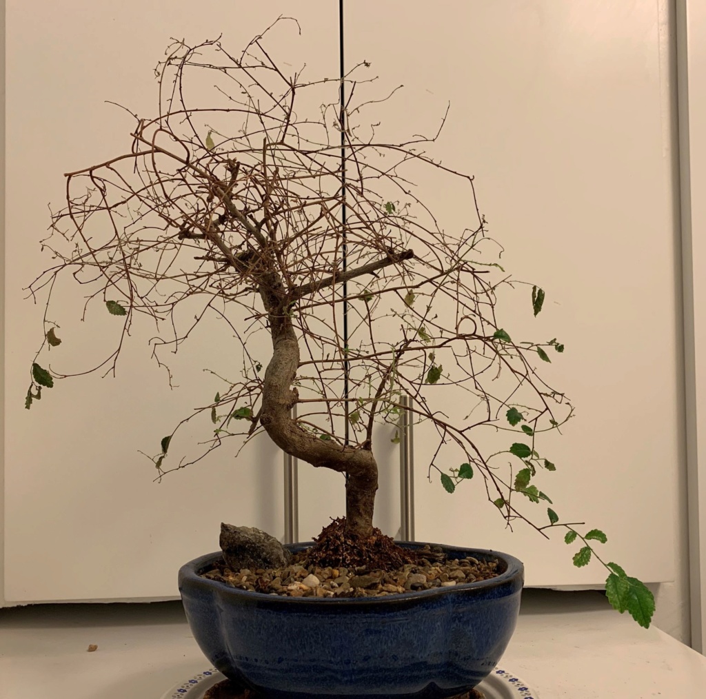 Chinese elm is dying, need help! 1111110