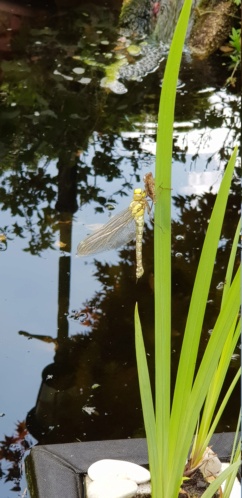 Vorhin am Gartenteich - Seite 2 20210714