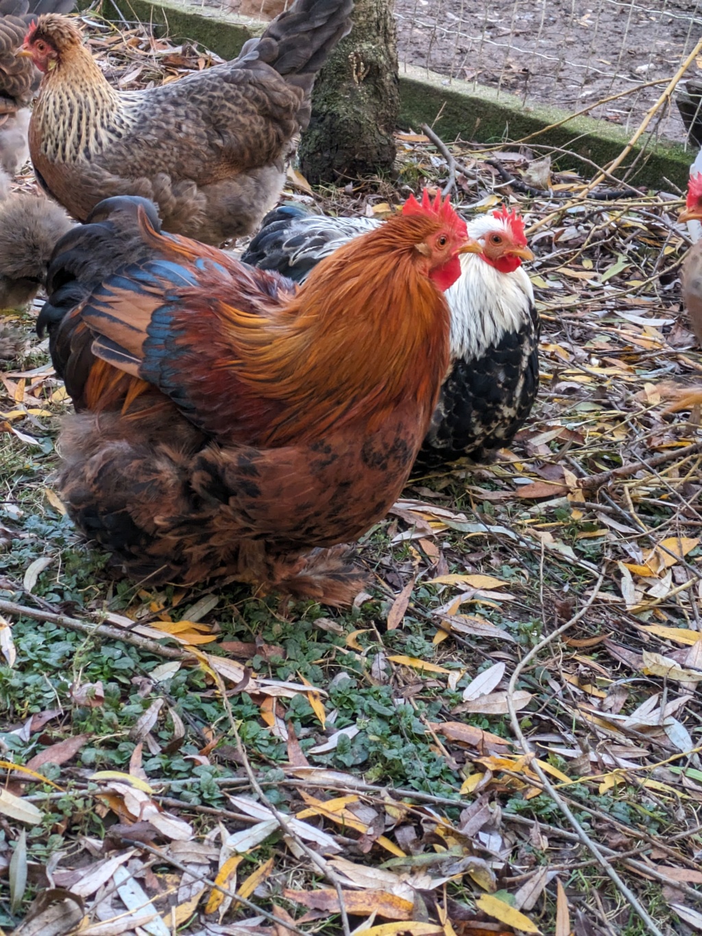 Évolution d'un coq Pékin  Pxl_2100