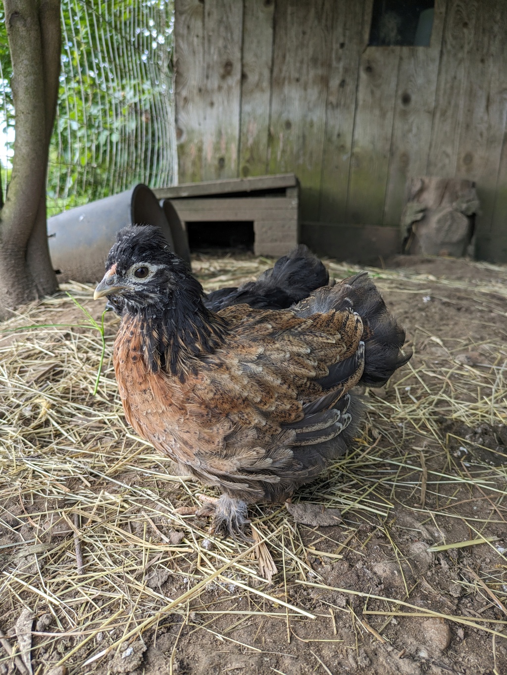 SUJET les surprises des poussins croisés Pxl_2220