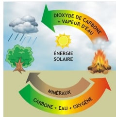 La Biomasse est-elle polluante ? Durable ? Utile ? Fig210