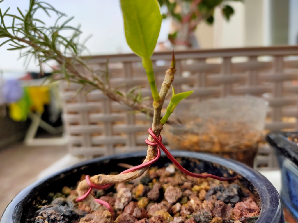 Bonsai Ficus Retusa Img20231