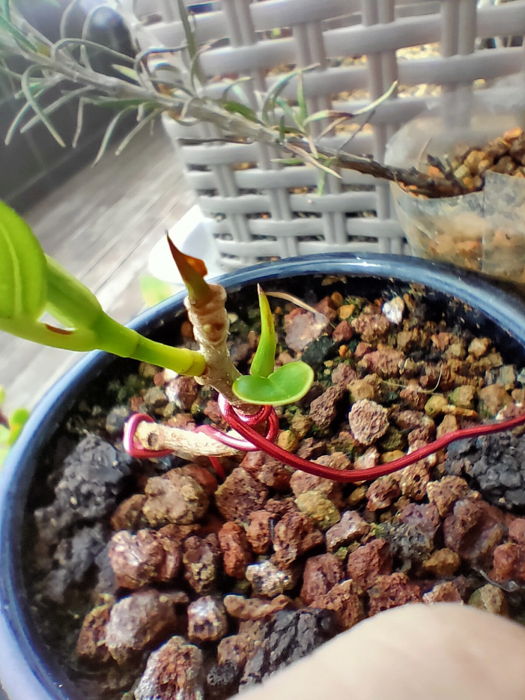 Bonsai Ficus Retusa Img20232