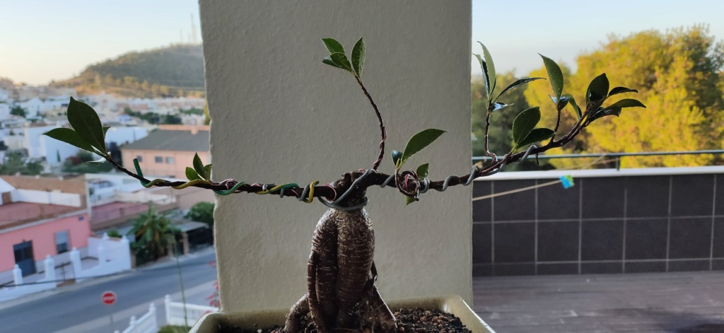 Ficus no crece Img20242