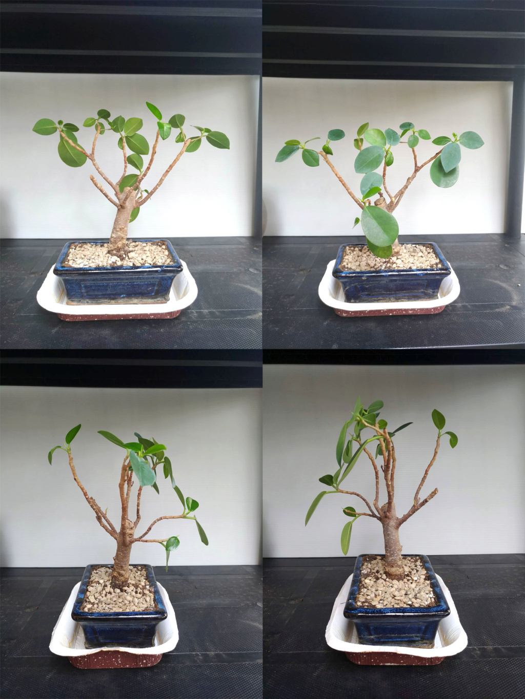 Ficus Retusa Ficus10