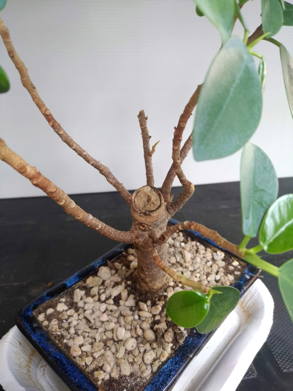 Ficus Retusa Ficus_10