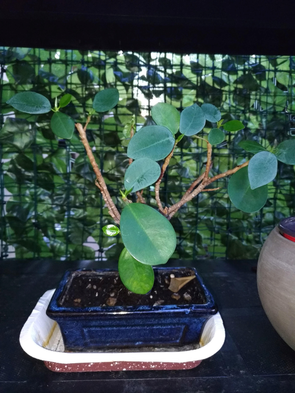 Ficus Retusa P_201912