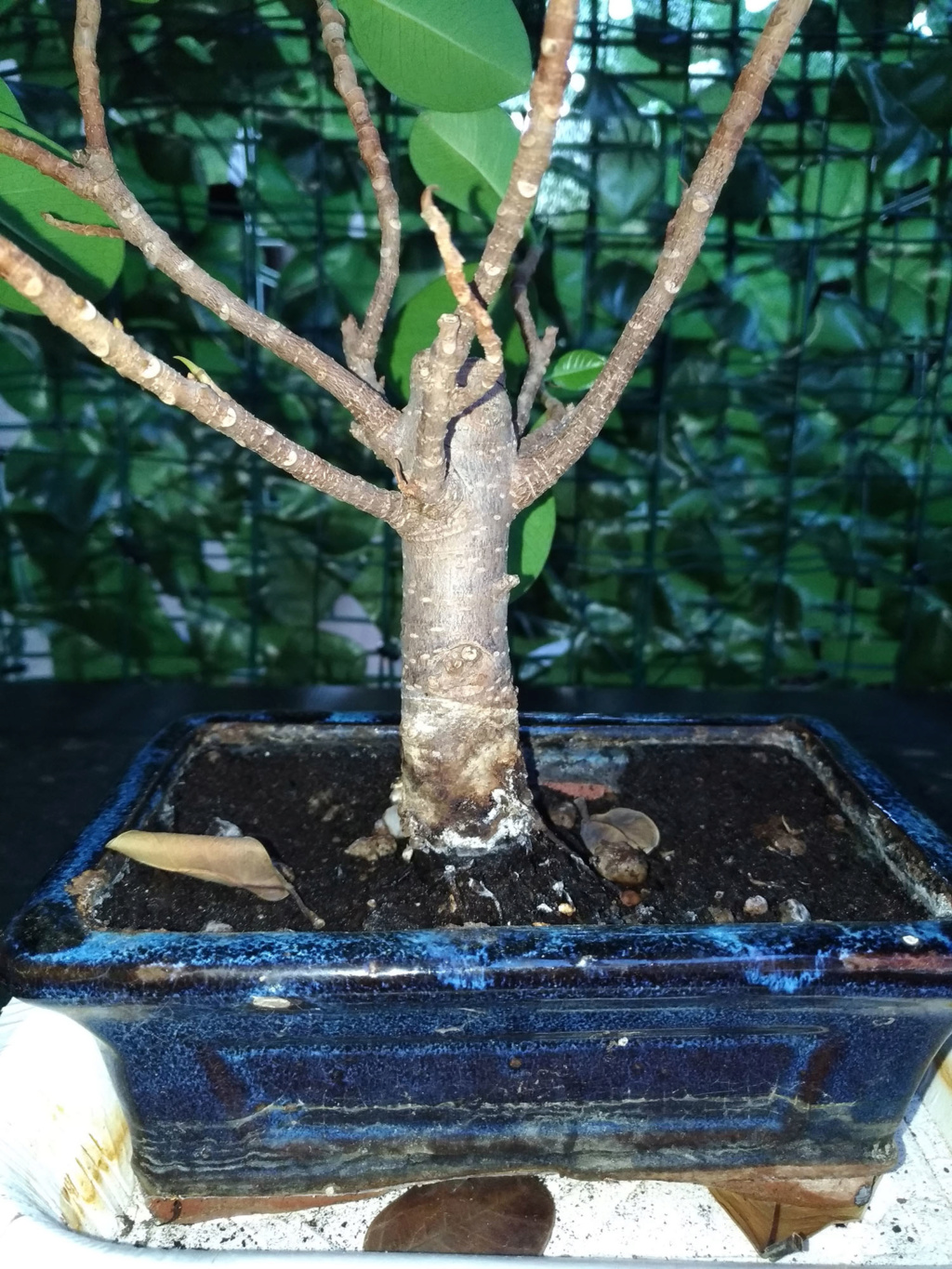 Ficus Retusa P_201913