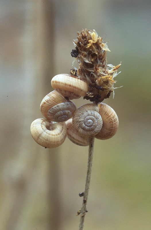 Cernuella virgata (Da Costa, 1778), Geomitridae Candid12
