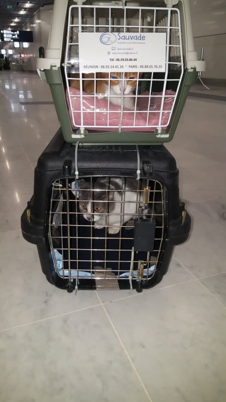 SAÏ, chat mâle gris et blanc de 3 ans environ - marrainé par Régine - Réservé par Louise 13672310