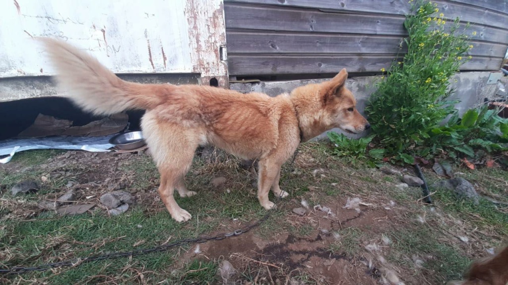 MANOOSH, chienne marron aux poils mi-longs de 6 ans environ pour 18 Kg - Marrainée par Pat84 22549311