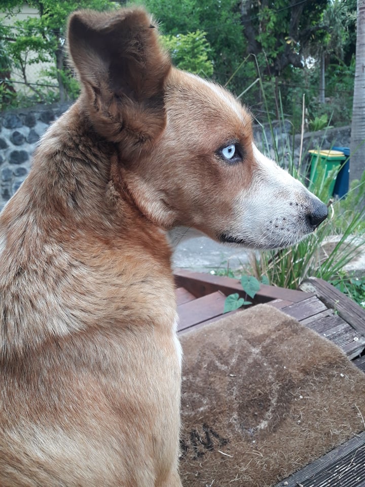 ROUXY, chienne fauve aux yeux bleus de 4 ans-Marrainée par Steffi-Réservée par Pascale et son mari  25640010