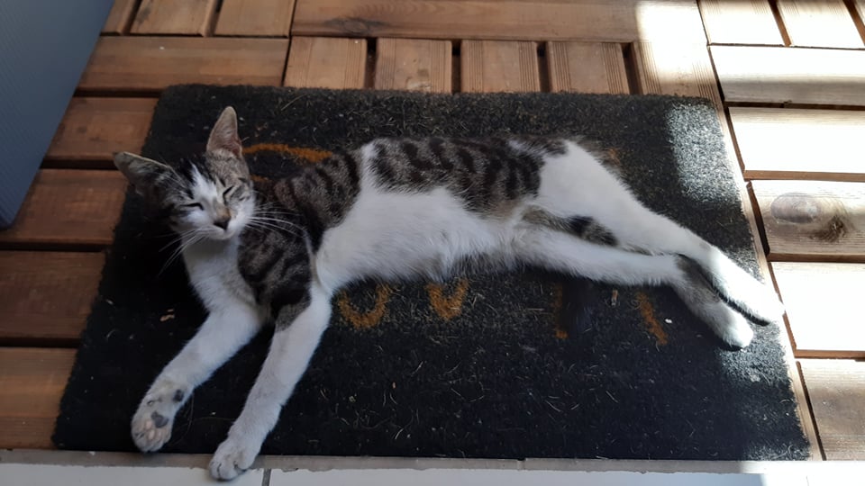 RIKIKI, jeune chatte junior tigrée et blanche de 7 mois environ - Réservée par sa FA 25910810