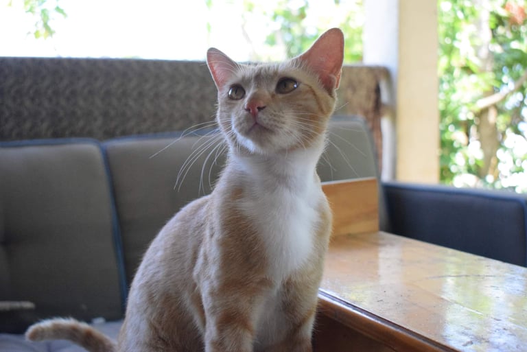 RUBEN, chat mâle roux et blanc de 1,5 an environ - Egaré, en attente de son retour 26601311