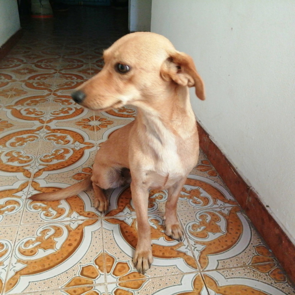WEBA, jeune chienne de 1 ans environ pour 8 kg - Réservée par Aurélie 26940010